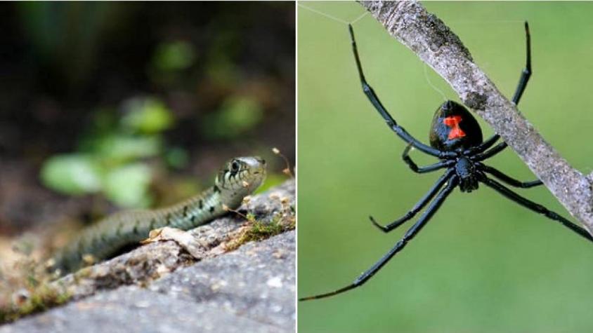 [VIDEO] El impactante registro de la batalla entre una serpiente y una araña viuda negra