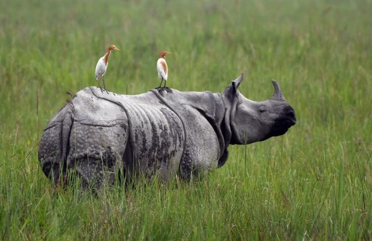 Vietnam decomisa 125 kilos de cuerno de rinoceronte