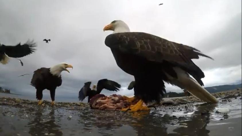 [VIDEO] El genial registro que un águila capta tras "robar" una cámara GoPro