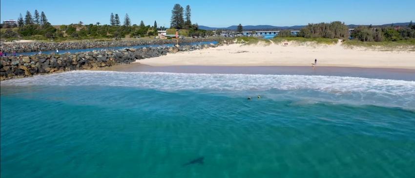 [VIDEO] Captan a tiburón blanco acechando a escasos metros a un grupo de niños en Australia