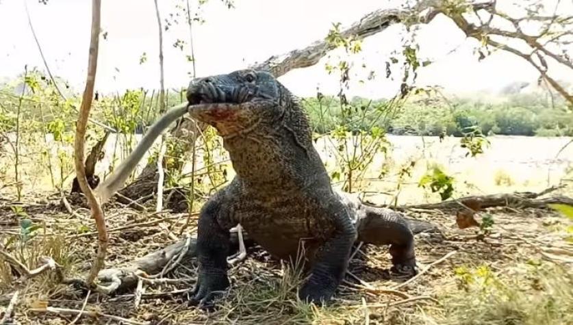 [VIDEO] Revelan brutales imágenes de un Dragón de Komodo devorándose en segundos a un mono