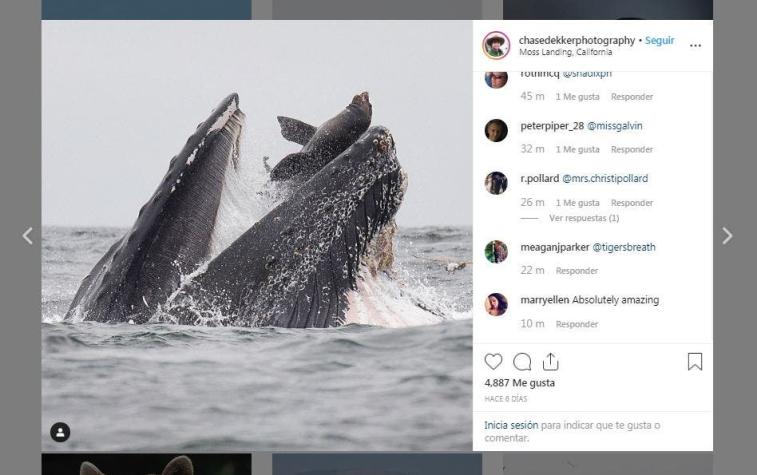 Fotógrafo capta momento exacto en que una ballena jorobada casi se traga un león marino