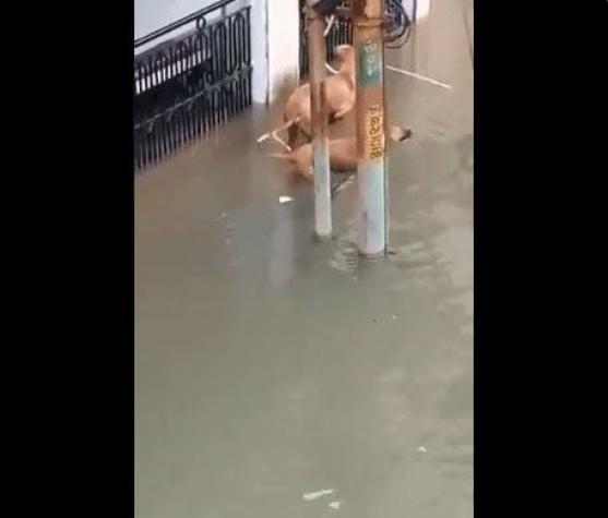[VIDEO] Cocodrilo ataca a un perro en las calles inundadas de la India
