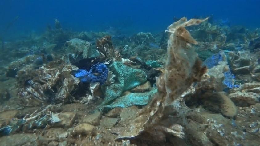 [VIDEO] Un lamentable arrecife de corales de plástico se encontró en el Mar Egeo de Grecia