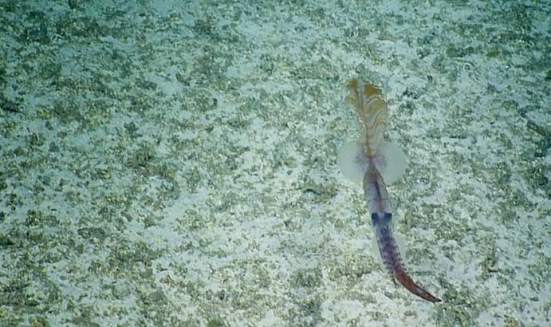 [VIDEO] Encuentran extraño calamar que cambia de forma en las profundidades del Océano Pacífico