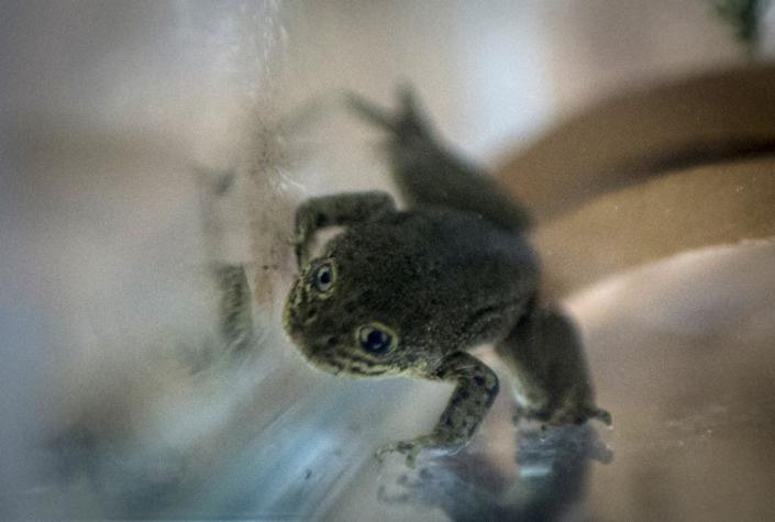 Zoológico de Santiago rescata a las últimas ranas del Loa para evitar su extinción