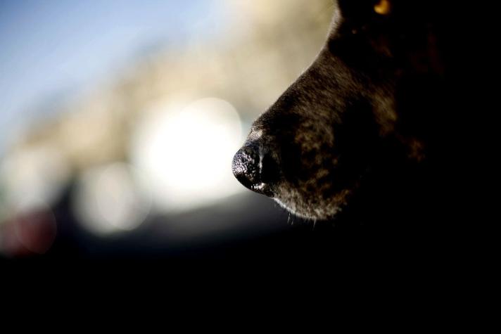 Perro fue degollado por su propio dueño después de ser atropellado en Villa Alemana