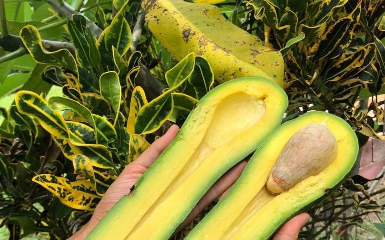 [FOTOS] Esta palta te sorprenderá aunque seas un experto en el fruto verde