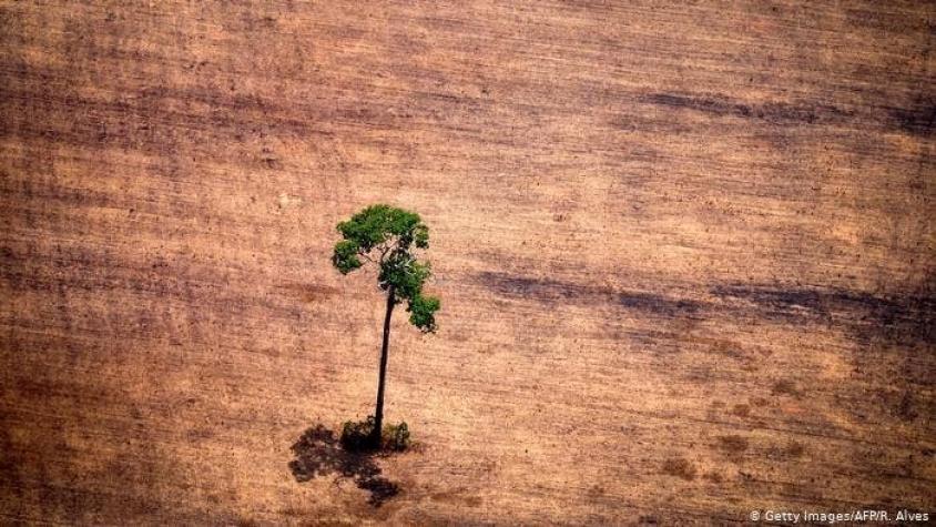 La deforestación arrasa el Amazonas brasileña en julio
