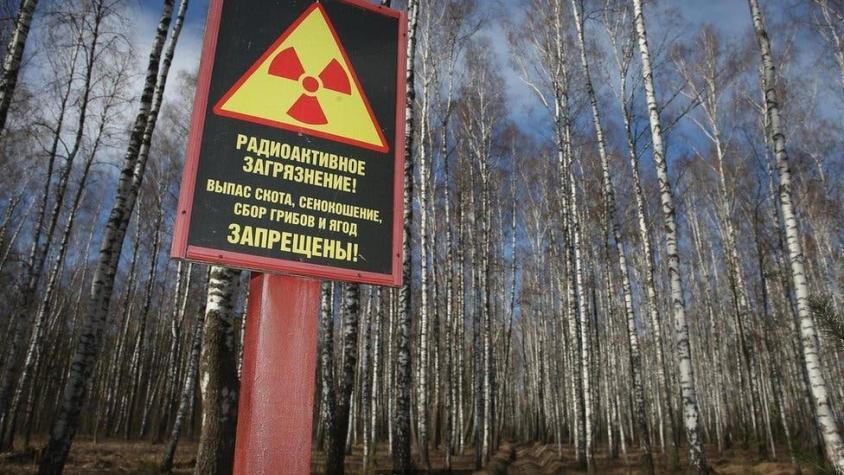 Chernóbil: la sorprendente proliferación de plantas (y por qué los vegetales se adaptan)