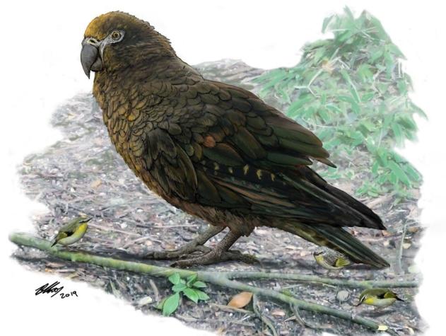 Descubren los restos de un "loro gigante" en Nueva Zelanda