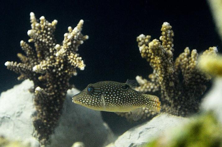 Familia 'casi muere' por culpa de una toxina liberada por el coral que compraron para su pecera