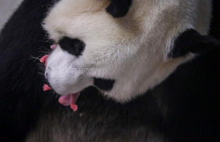 [FOTOS] El registro del nacimiento de dos pandás gemelos en Bélgica