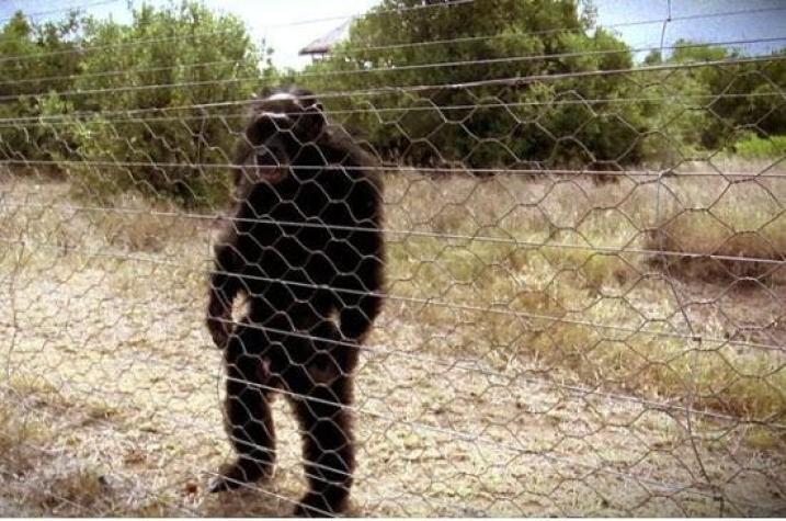 [VIDEO] La oscura razón por la que estos chimpancés caminan como humanos