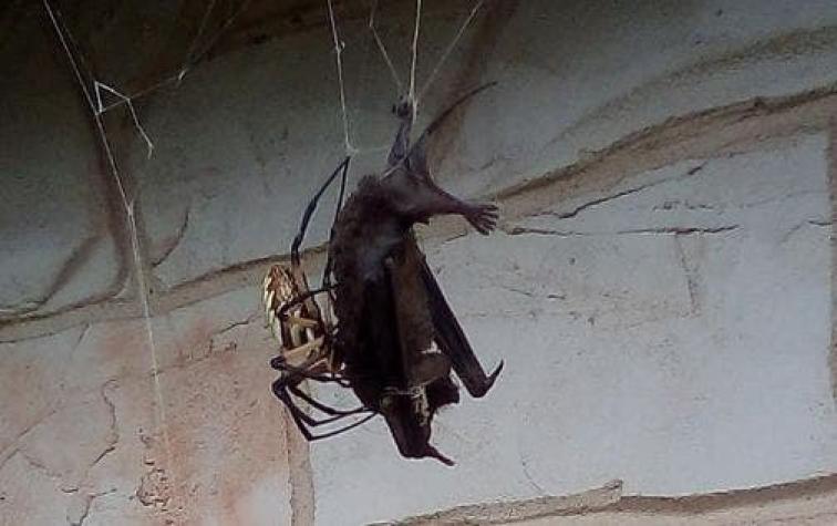 [VIDEO] El horripilante registro de una araña gigante comiéndose un murciélago