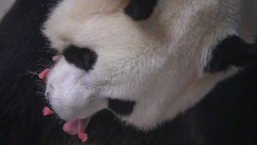 La panda gigante que dio a luz gemelos en un zoológico de Bélgica