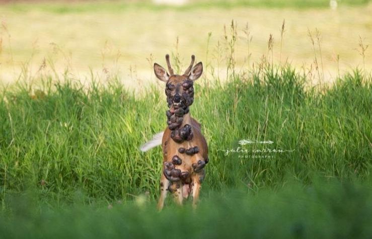 [FOTOS] El impresionante registro de un ciervo cubierto de extraños tumores