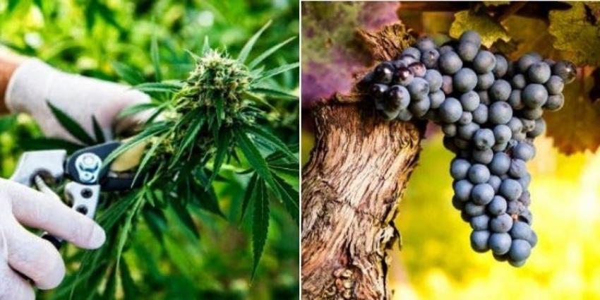 ¿Vino o Marihuana?: La polémica que vive el sector agrícola de California