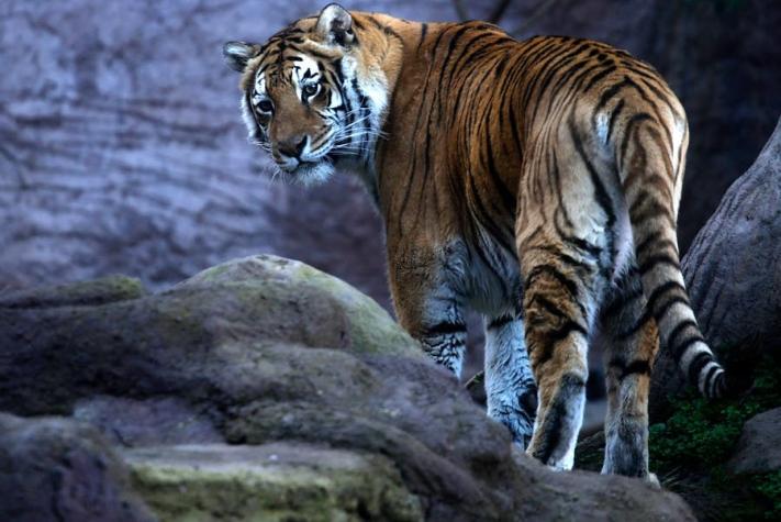 Zoológico Nacional anuncia renovación: No reemplazará especies exóticas cuando mueran
