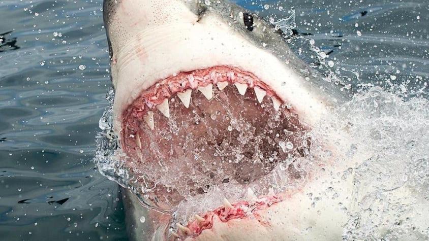 Las verdaderas razones por las que los tiburones atacan a los humanos