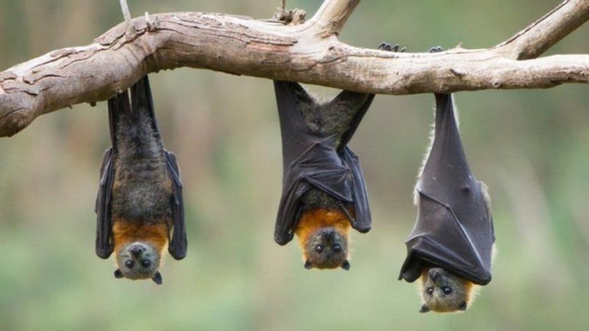 Los murciélagos y 4 lecciones sobre supervivencia que podemos aprender de estos animales
