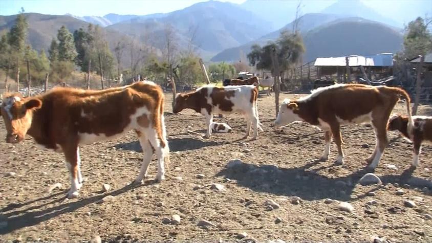 [VIDEO] Escasez de agua potable afecta a comunas rurales con el ganado y plantaciones