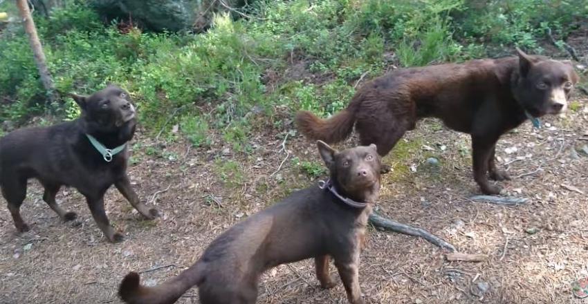 [VIDEO] Tres perritos fingen ser estatuas frente a turistas y se convierten en viral
