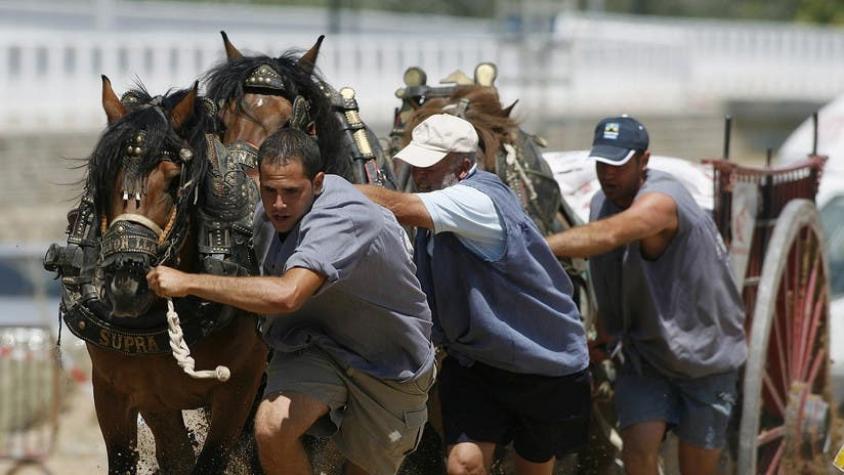 [VIDEO] Un caballo se desploma "por agotamiento" durante competencia de tiro y arrastre en España