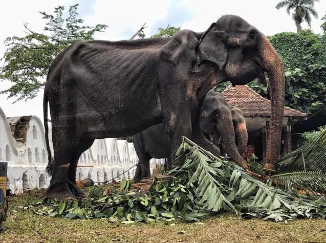 Las impactantes imágenes de un elefante de 70 años forzado a trabajar en condiciones de desnutrición