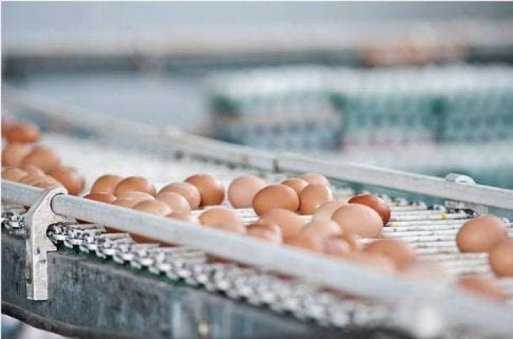 Huevos "éticos" podrían salvar a millones de pollitos de la muerte