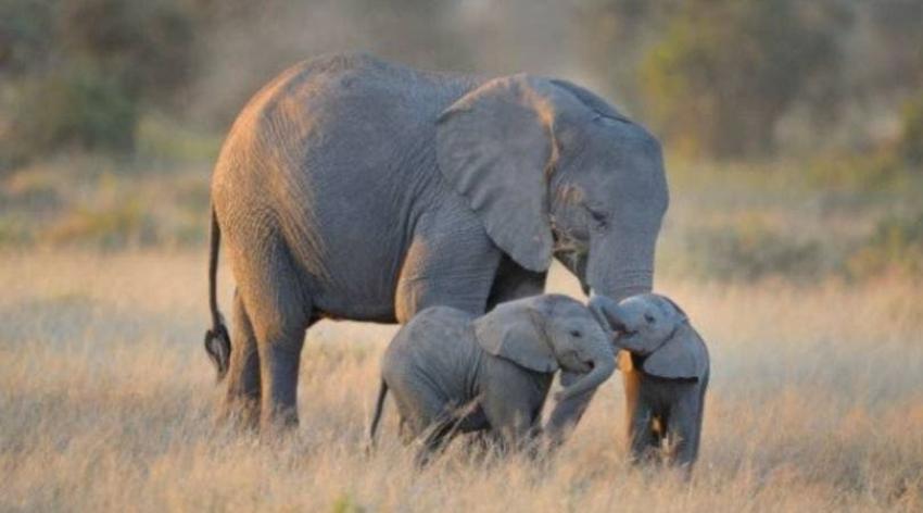 La triste razón de porqué las hembras de elefantes están naciendo sin colmillos en Mozambique