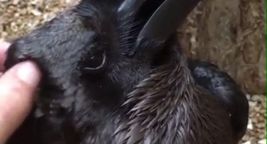 [VIDEO] ¿Es un cuervo o un conejo? El nuevo viral que intriga a usuarios en redes sociales
