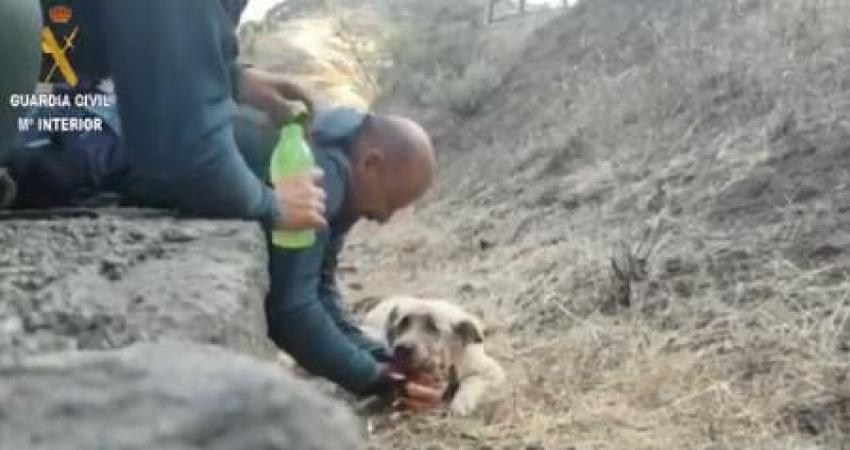[VIDEO] El emocionante rescate de un perrito durante un incendio forestal en España