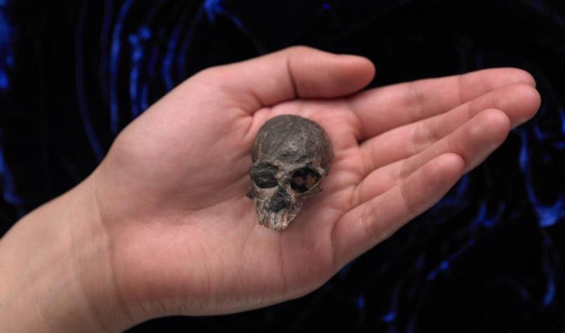 Antiguo cráneo de mono revela secretos de la evolución cerebral de los primates