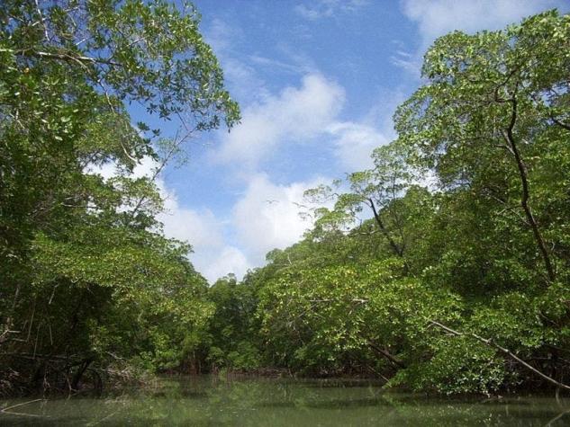 El Amazonas, "pulmón verde" del planeta: ¿Mito o realidad?