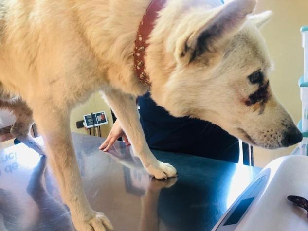 Cruel caso de maltrato animal: perrito fue hallado con lesiones en su ano y corte en la cara
