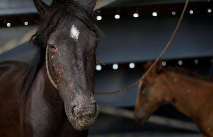 [VIDEOS] Argentina: rescatan 420 caballos robados en estado de desnutrición