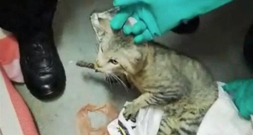 [VIDEO] Capturan gato que llevaba celulares a presos en Costa Rica