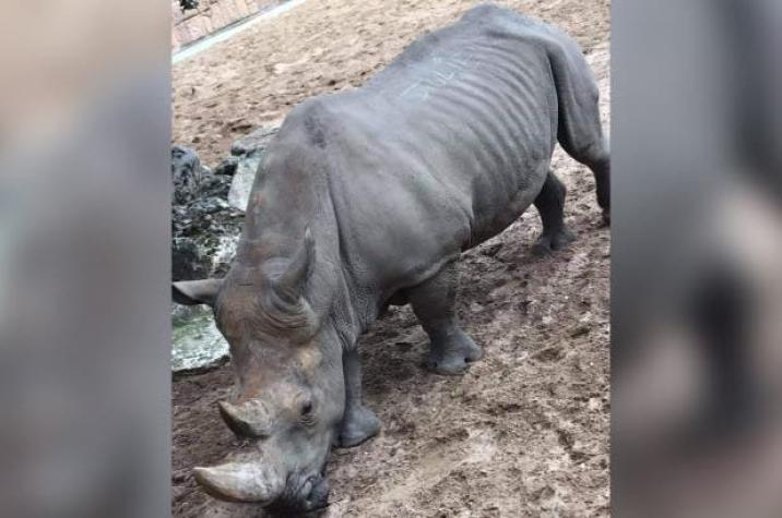 Indignación en zoológico de Francia: Visitantes escriben sus nombres en el lomo de un rinoceronte