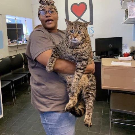 Beejay: el gato de 11 kilos que se volvió viral