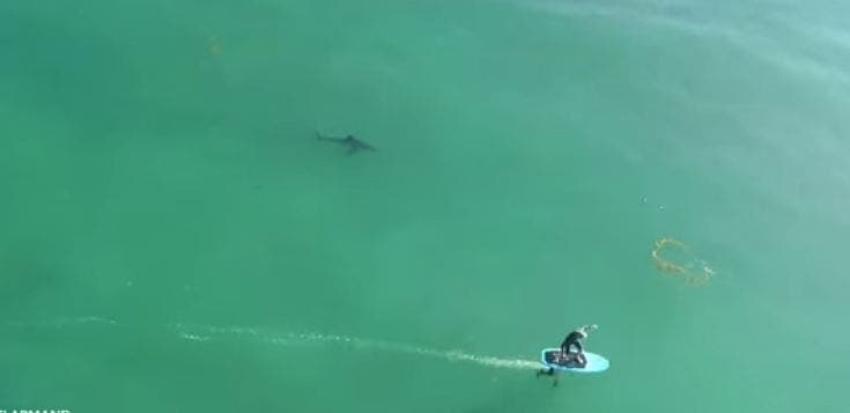 [VIDEO] Tres tiburones blancos rondan a deportistas en una playa y ellos no lo notan