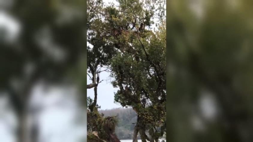 [VIDEO] Puma aparece arriba de un árbol y genera preocupación entre los vecinos de Puyehue