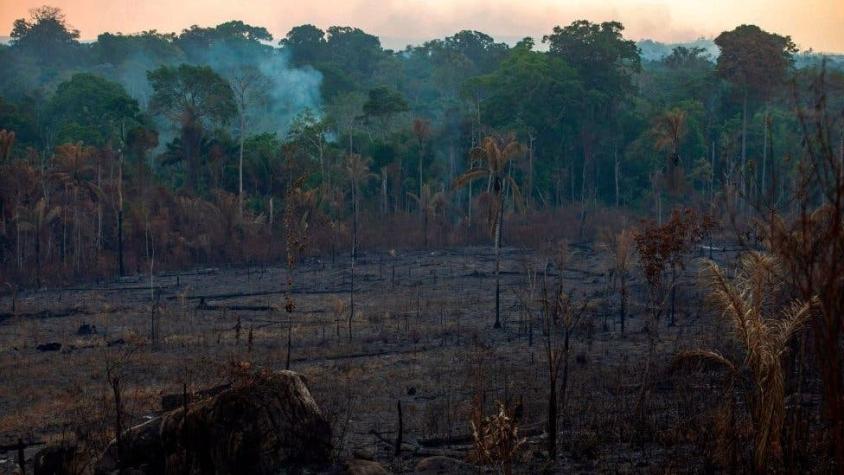 Incendio en el Amazonas: 5 datos que explican qué está en riesgo por los fuegos