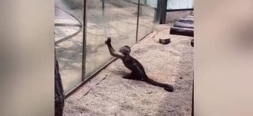 [VIDEO] El angustiante registro de un mono que rompe el ventanal de su jaula en un zoológico