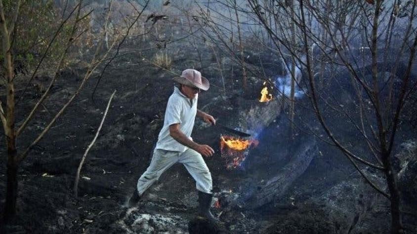 Incendios en el Amazonas: cuánto puede tardar en regenerarse la selva consumida por los incendios