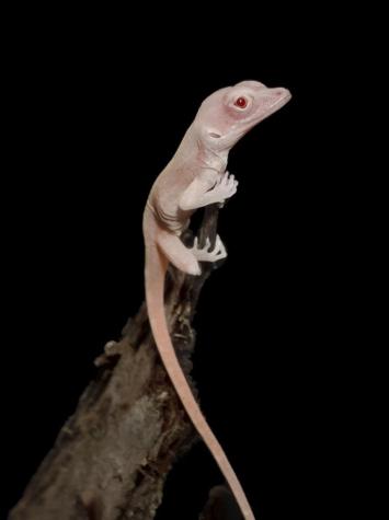 Lagartijas albinas: Científicos crean el primer reptil modificado genéticamente