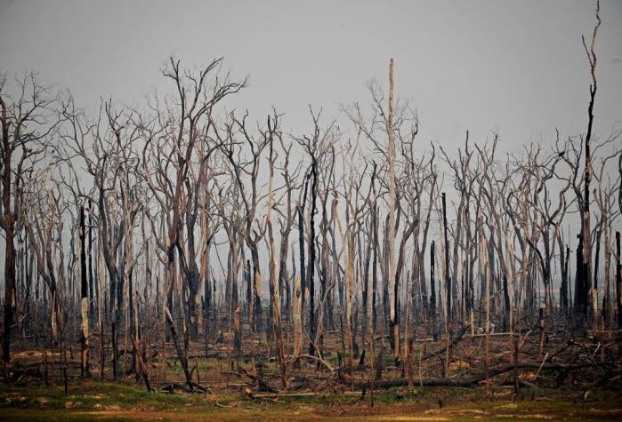 Director de Greenpeace Chile advierte "efecto inmediato en el clima" por los incendios en Amazonía