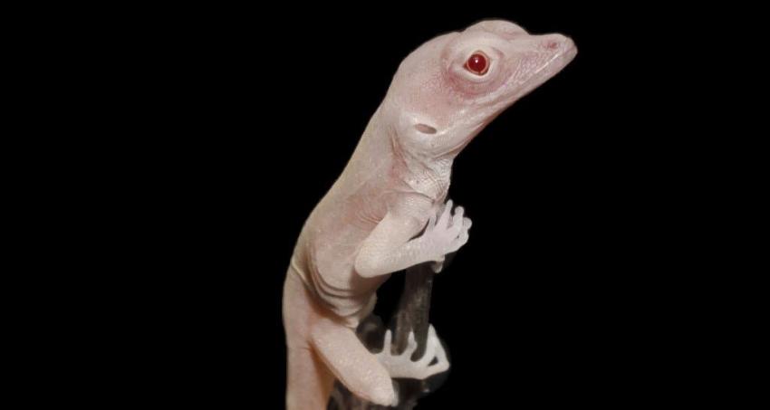Científicos crean una lagartija albina, el primer reptil modificado genéticamente