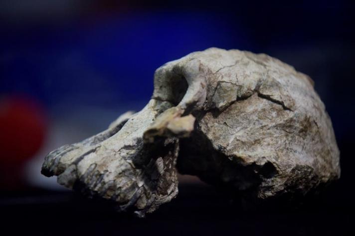 Hallan cráneo "notablemente completo" de 3,8 millones de años de antigüedad en Etiopía