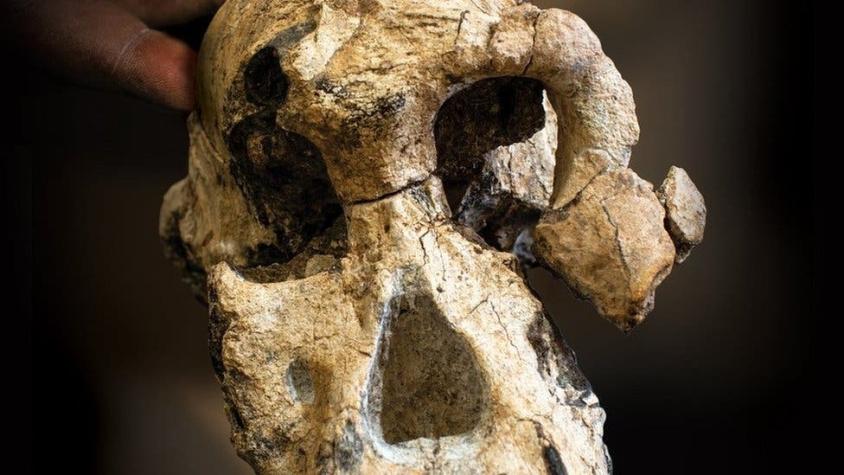 El intrigante hallazgo de un cráneo que cuestiona las ideas sobre nuestros ancestros